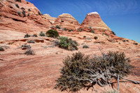 IMG_0695_6_7_5DII000